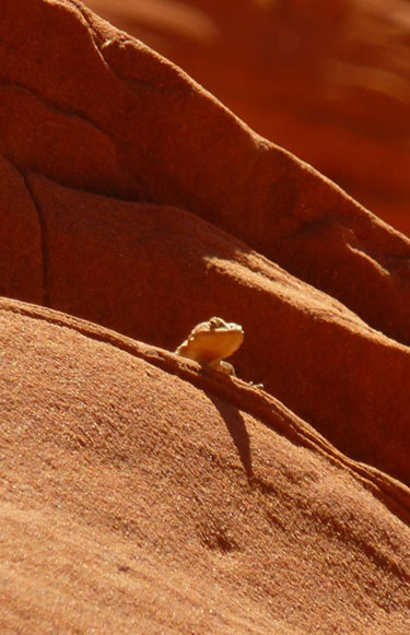 Lizard in Antelope Canyon