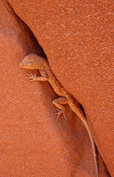Lizard around Antelope Canyon