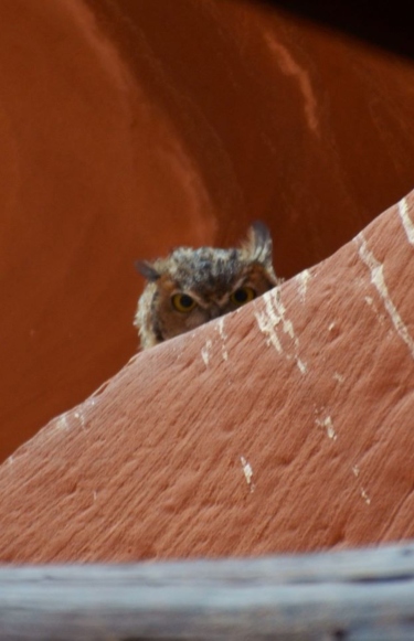 Owl at Antelope Canyon