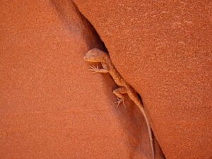 Lizard in rock crack