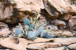 Paisaje desértico alto que incluye nopal de Mojave